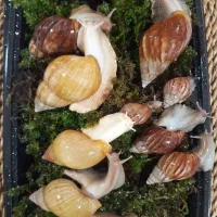 استخدام کار در منزل با درآمد خوب پرورش حلزون