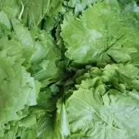 برگ مو کشمشی لطیف و تازه