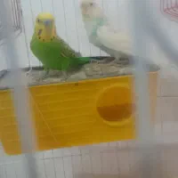 مرغ عشق