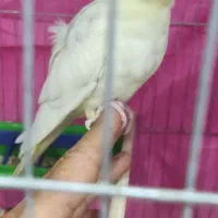 پرنده|پرنده|شوشتر, |دیوار