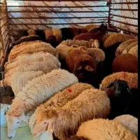 گوسفند زنده// گوساله// ذبح دام قصاب