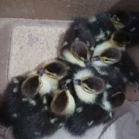 جوجه اردک اسراییلی