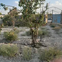 باغچه۵۰۰منری