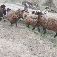 میش با بره و قوچ