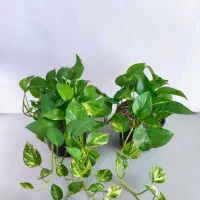 گل و گیاه آپارتمانی با قیمت مناسب + پک تخفیفی