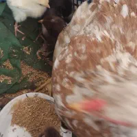 مرغ گلین با ده تا جوجه یک هفته
