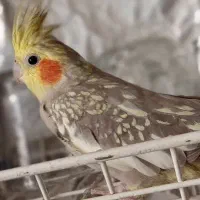 عروس هلندی/ طوطی برزیلی