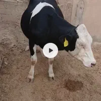 1راس تلیسه درجه یک سوپر شیر