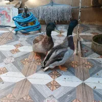 اردک نر