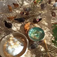 جوجه و خروسه و  بارنه