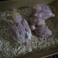 جوجه عروس هلندی