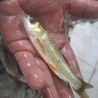 / کپور /فیتوپلنگ/وبرون وامور