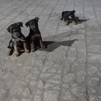 توله سگ ژرمن
