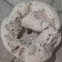 سنگ مرجانی