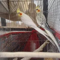 ۲عدد نر بالغ فروشی