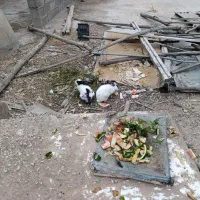 فروش خرگوش