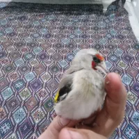 سهره کرمونی نر جوجه قفس