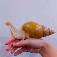 حلزون تخم حلزون