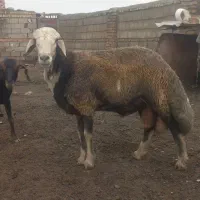 بره قوچ اس