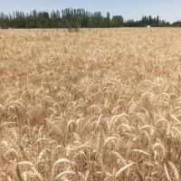 فروش زمین کشاورزی