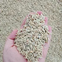 جو کوردی