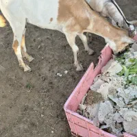فروش کهره بز  نر و ماده و ماده با بچه نر