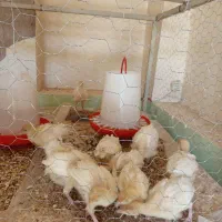 جوجه|حیوانات مزرعه|فلاورجان, |دیوار