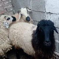 سه عدد میش جوان آبستن قیمت مناسب