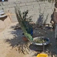 طاووس نروماده