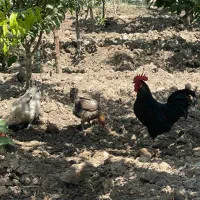 مرغ و خروس