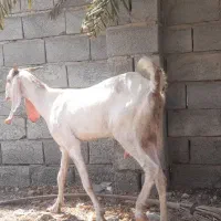 بز دورگه گلابی بادوبچه ماده