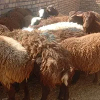 15رس بره نر افشاری به فروش می رسد