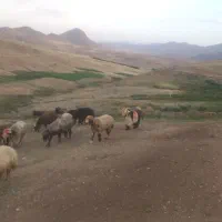 ۲۵ راس میش لری بختیاری اصیل