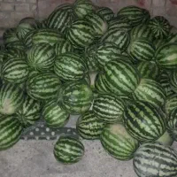 هندوانه گاوی