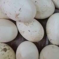تخم قو غاز تازه