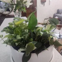 گلدان پتوس