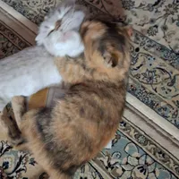 واگزاری گربه نژاد دار