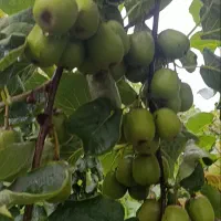 فروش-باغ-کیوی-در-شهر-حویق