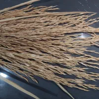 شالی دمسیاه بذری
