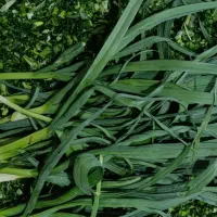 سیرموک کوهی