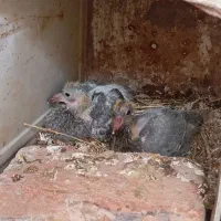 کفتر|پرنده|بیرجند, |دیوار