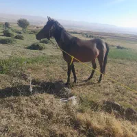 اسب مادیان