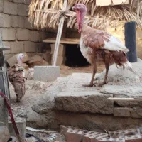 مرغ و خروس و بوقلمون