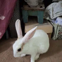 خرگوش
