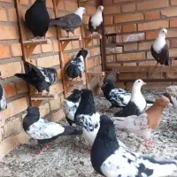 5 عدد کلاغ