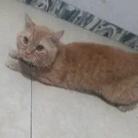 گربه نر