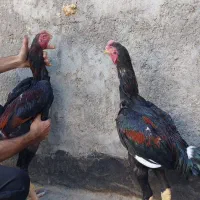 اوشامو لاری