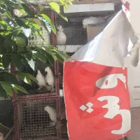 قفس کبوتر