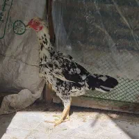 مرغ لاری