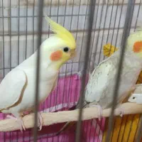 عروس نر و ماده